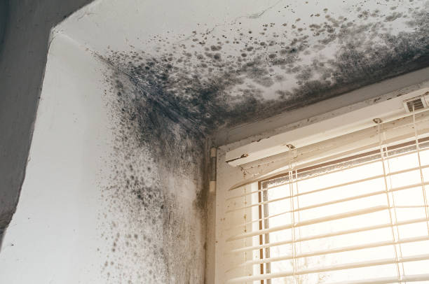 Affordable Commercial Mold Remediation solutions in Grantsville, MD